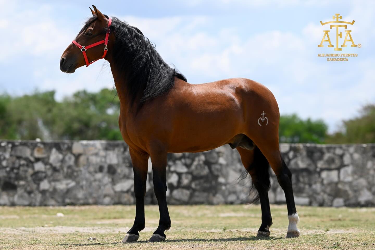 socarron mor un caballo de otro nivel de AFA